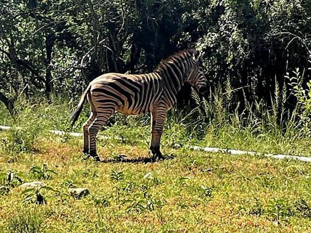 Апартаменты 66 Sharalumbi Wildlife Estate Машишинг Номер фото